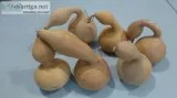 SwanGoose Gourds for crafts