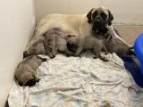 Mastiff male and females