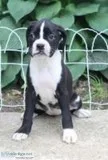 Becky AKC Female Boxer