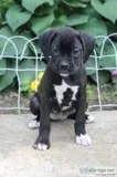 Betty AKC Female Boxer