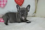 Akc french bulldog puppies