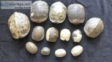 Turtle Shells 13