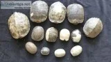 Turtle Shells 13