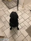 1.5 Girl Black Labrador Retriever