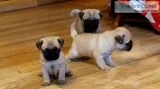 pugs house trained