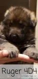 AKC German Shepherd Puppies