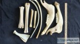 Bones for Native Americam type Crafts