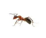 Ants removal Nassau County - Knockout Pest Control