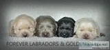 ALL Colors Labrador retriever babies