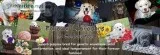 Coming soon all colors labradors
