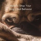 If your dog?s bad behaviour is stressing you out? then read this