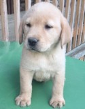 Gorgeous Working Labrador puppies
