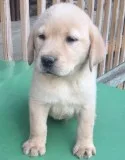 Gorgeous Working Labrador puppies