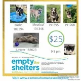 PET ADOPTION