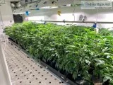 Control the Moisture Level Inside Your Commercial Grow Room with