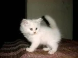 precious white persians
