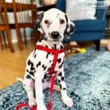 Buy dalmatian puppy near me online