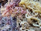 Organic Wholesale Real Irish Sea Moss Wild Crafted