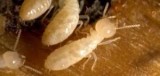 Termite inspection Dutches