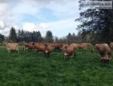 Jersey Calves Heifers and Springers