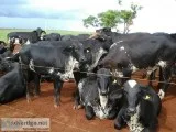 Girolando and the Sardo Negro Open and Bred Heifers