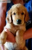 AKC Red Male Golden Retriever Puppy