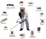 Pest control in hyderabad