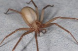 Best home pesticides