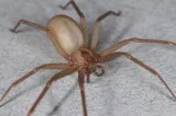 Best home pesticides