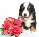 Lee Male AKC Bernese Mountain Dog