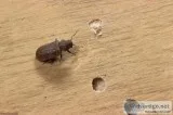 Best pest control for home