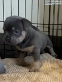 Lilo Female ABKC American Bully