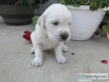 Tina Female AKC Golden Retriever