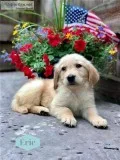 Eric Male ACA Golden Retriever