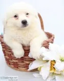 Lenny Male American Eskimo