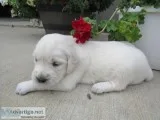 Torie Female AKC Golden Retriever