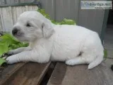 Tim Male AKC Golden Retriever