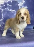 Bruno Male ACA Cocker Spaniel