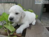 Theo Male AKC Golden Retriever