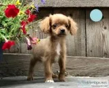 Andrew Male Cavapoo