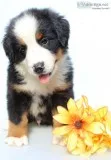 Lile Male AKC Bernese Mountain Dog