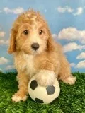 Buster Male Cavapoo