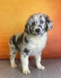 Naomi Female Newfoundland Mix