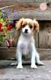 Anne Female Cavapoo