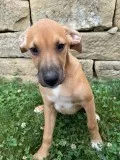 Rocky Male German Shephard Boxer Mix
