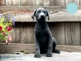 Buster Male Goldendoodle