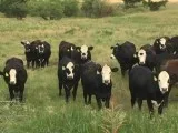 Black and Red Baldy heifers