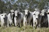 Weaned and Heavy bred Nellore heifers