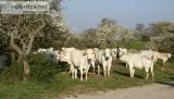 Chianina Open and Bred Heifers