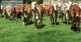 GyrGir Calves Open and Bred Heifers